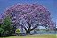 Jacarandá Mimoso - Muda Grande - Imagem 3