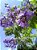 Jacarandá Mimoso - Muda Grande - Imagem 4