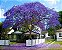 Jacarandá Mimoso - Muda Grande - Imagem 2