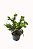 Tuia Pavão - Muda Pequena - Ornamental - Imagem 1