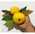 Araçá Amarelo - Muda Grande - Produz Em Pouco Tempo - Imagem 2