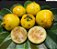 Araçá Amarelo - Muda Grande - Produz Em Pouco Tempo - Imagem 3