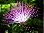 Caliandra - Cor Rosa - Muda No Ciclo De Floração - Imagem 2