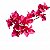 Bougainvíllea / Primavera - Muda Pequena - Cor Vermelha - Imagem 1