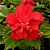Hibisco Vermelho Dobrado - Muda Próxima De Florir - Imagem 2