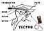 Detector de Prenhez para Ovinos e Caprinos - VETOC - Imagem 2
