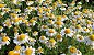 Água Floral de Camomila Alemã | Terra flor  -120 ML - Imagem 2
