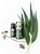 Óleo essencial de eucalipto citriodora | Bioessencia | 10ml - Imagem 2