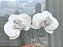 Conjunto orquídeas Isolde - Imagem 1