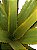 AGAVE 12 FOLHAS - Imagem 2