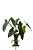 PHILODENDRON C/ 12FLS - Imagem 3