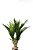 DRACENA COM 46 FLS - Imagem 1