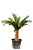 CYCAS - 16 FLS - Imagem 2