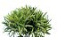 PICK PODOCARPUS X 6 - GR - Imagem 3