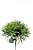 PICK PODOCARPUS X 6 - GR - Imagem 2