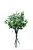 GALHO DE EUCALYPTO - Imagem 1