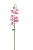 ORQUIDEA PHALAENOPSIS - Imagem 3