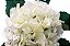 HORTENSIA GIGANTE - Imagem 2