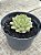 Echeveria dorette - Imagem 3