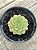 Echeveria dorette - Imagem 2