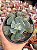 Echeveria heart's delight - Imagem 1
