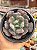 Echeveria heart's delight - Imagem 1