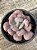 Echeveria heart's delight (sem raiz) - Imagem 1