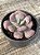 Echeveria heart's delight (sem raiz) - Imagem 3