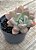 Graptoveria opalina - Imagem 3