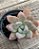 Graptoveria opalina - Imagem 2