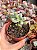Sedum allantoides - Imagem 1