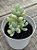Sedum allantoides - Imagem 3