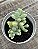 Sedum allantoides - Imagem 2