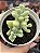 Sedum allantoides - Imagem 1