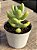 Sedum allantoides - Imagem 2