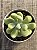 Sedum allantoides - Imagem 3