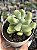 Sedum allantoides - Imagem 1