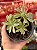 Aeonium ballerina - Imagem 1