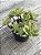 Aeonium ballerina - Imagem 3