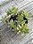 Aeonium ballerina - Imagem 2