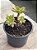 Aeonium ballerina - Imagem 2