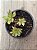 Aeonium ballerina - Imagem 3