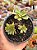 Aeonium ballerina - Imagem 1
