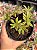 Aeonium ballerina - Imagem 1