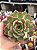 Echeveria pink dragon - Imagem 1