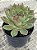Echeveria pink dragon - Imagem 3