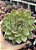 Echeveria pink dragon - Imagem 1