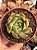 Echeveria pink dragon - Imagem 1
