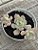Graptoveria ‘a grim one’ - Imagem 2