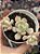 Graptoveria ‘a grim one’ - Imagem 1